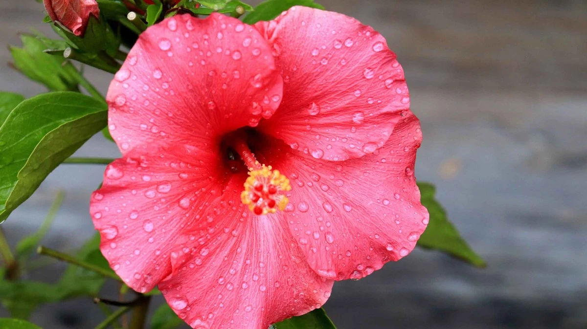 Waarom ervaren tuiniers hun hibiscus altijd vlakbij een buitenmuur planten