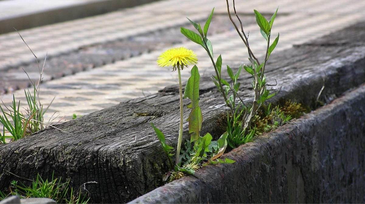 Waarom slimme tuiniers deze zomer tijm in hun voegen planten