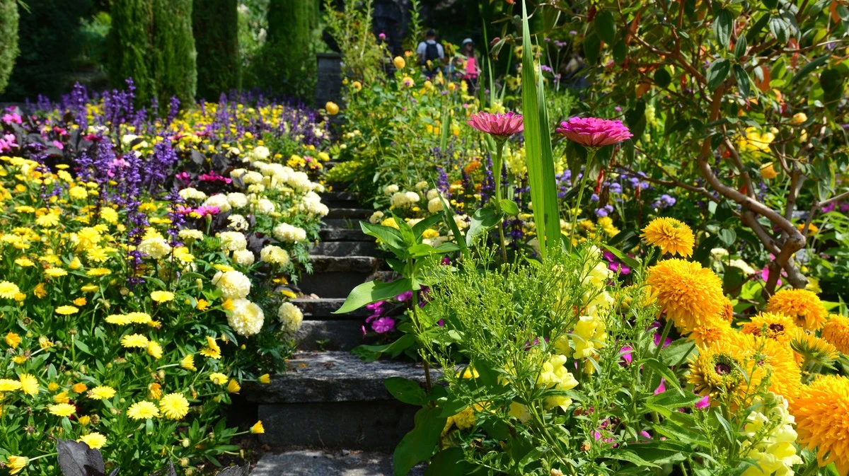 Waarom slimme tuiniers hun vaste planten in juni rigoureus terugsnoeien