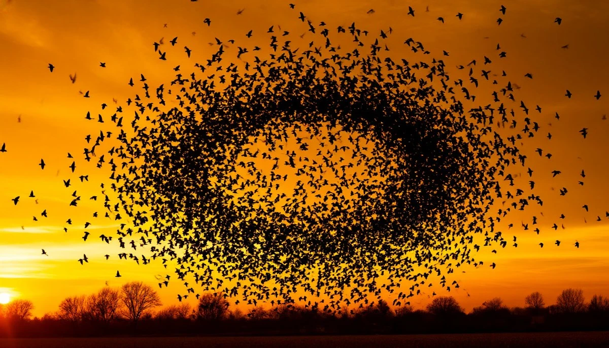 Waarom duizenden zwarte vogels boven je huis zelden toeval zijn