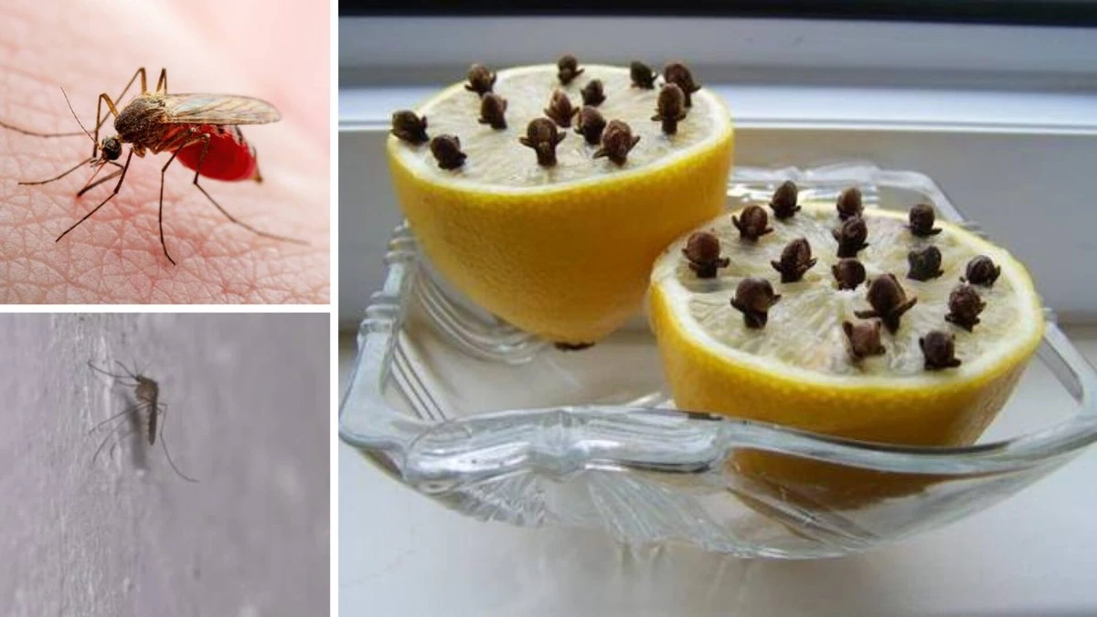 Waarom slimme huishoudens nu al een halve citroen op de vensterbank leggen