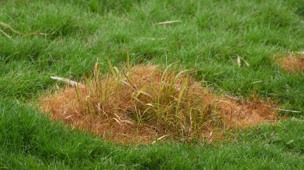 Waarom ervaren tuiniers plotseling gele plekken in het gazon ondanks goed sproeien