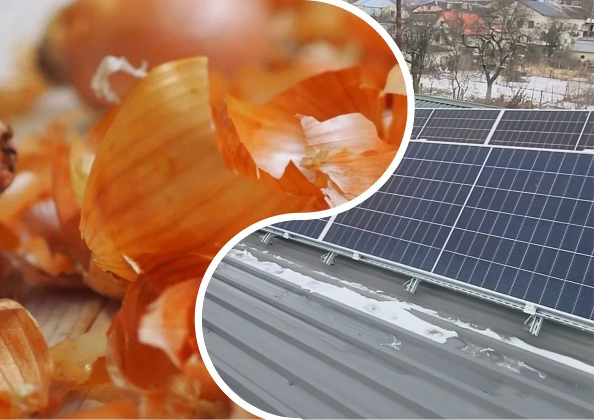 Waarom slimme eigenaren uienblaren op hun dak leggen in plaats van in de tuin