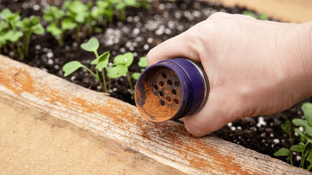 Waarom ervaren tuiniers deze zomer massaal kaneel in hun moestuinbak strooien