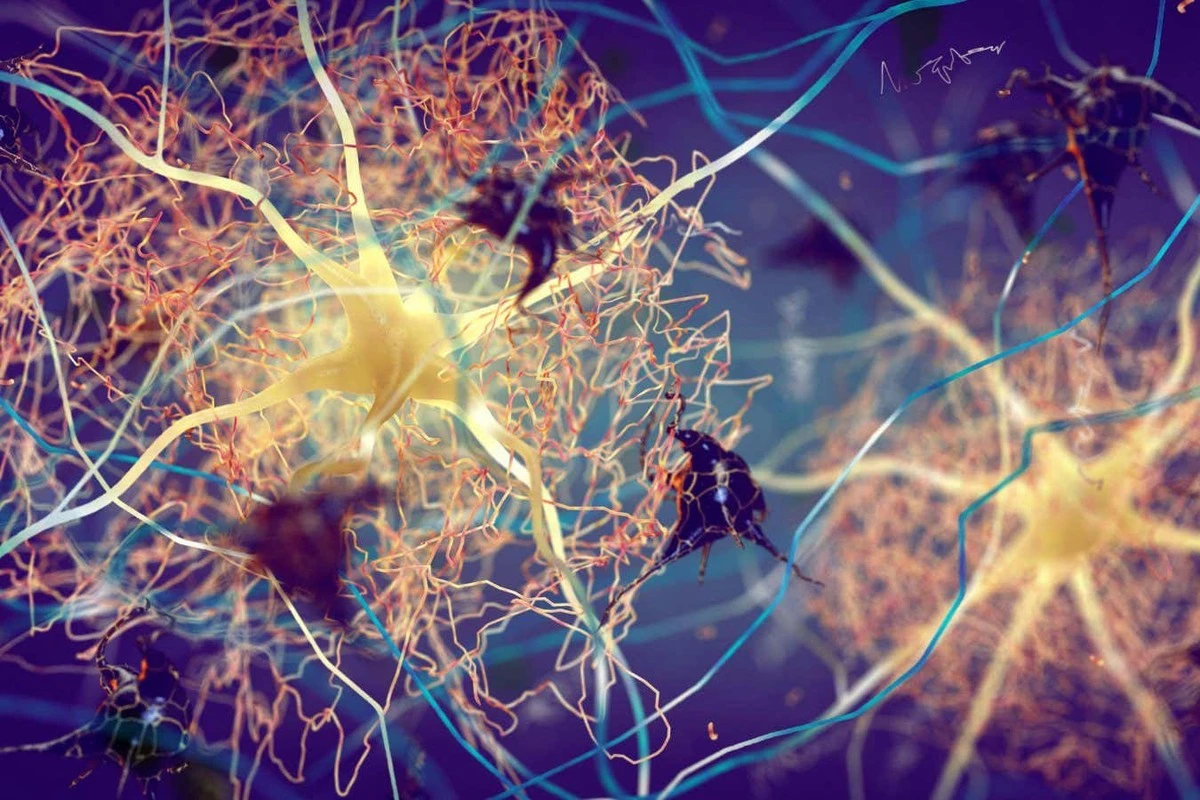 Waarom wetenschappers nu zeggen dat Alzheimer buiten de hersenen begint