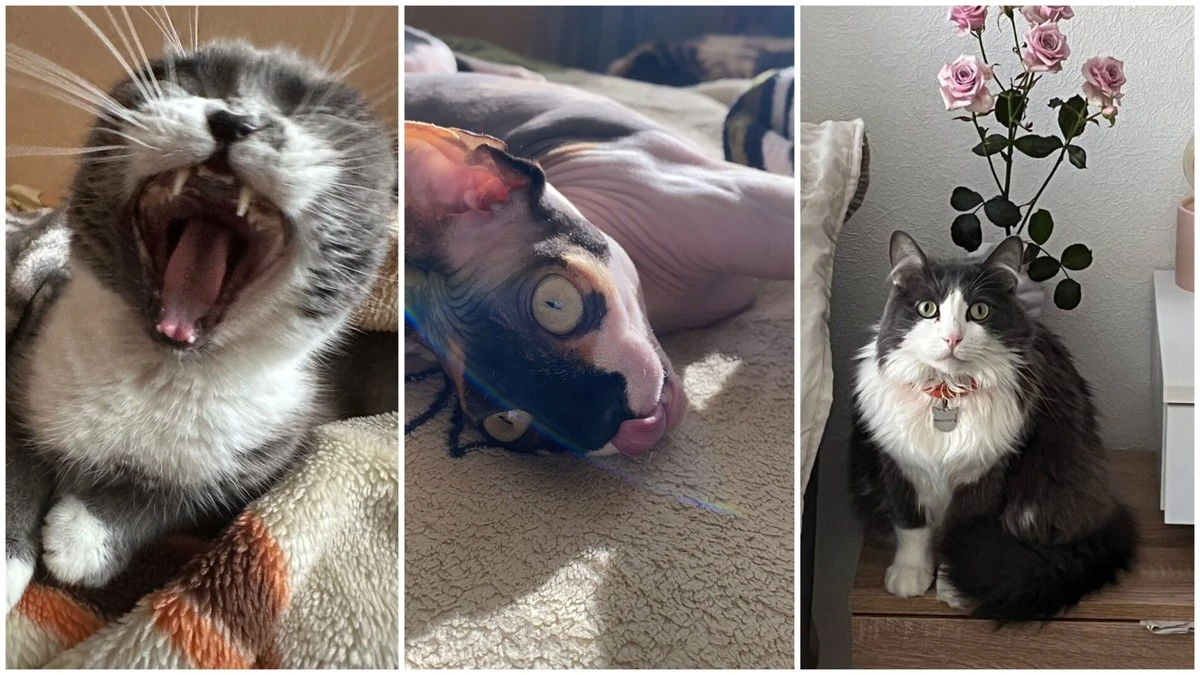 Waarom wetenschappers aanraden om elke dag naar grappige katten te kijken