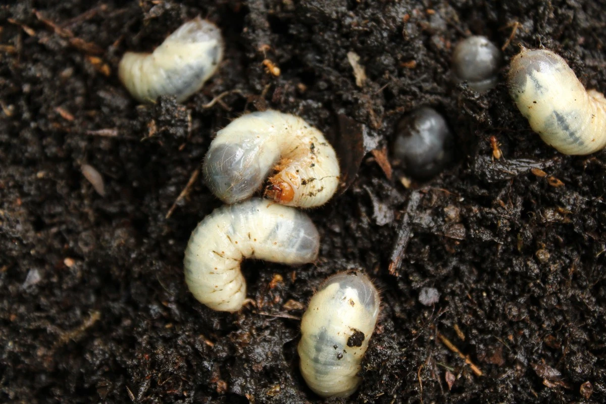 Waarom slimme tuiniers deze 3 planten tussen hun hortensia's zetten