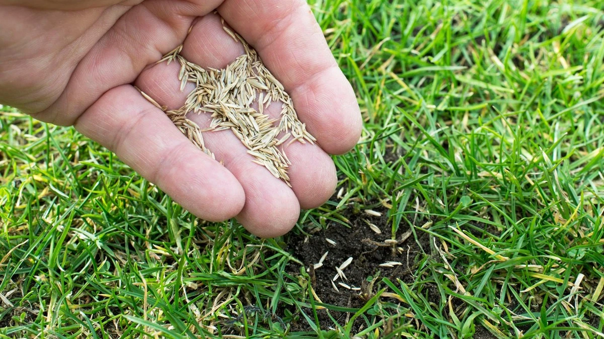 Waarom ervaren tuiniers hun graszaad nog even in de schuur laten liggen