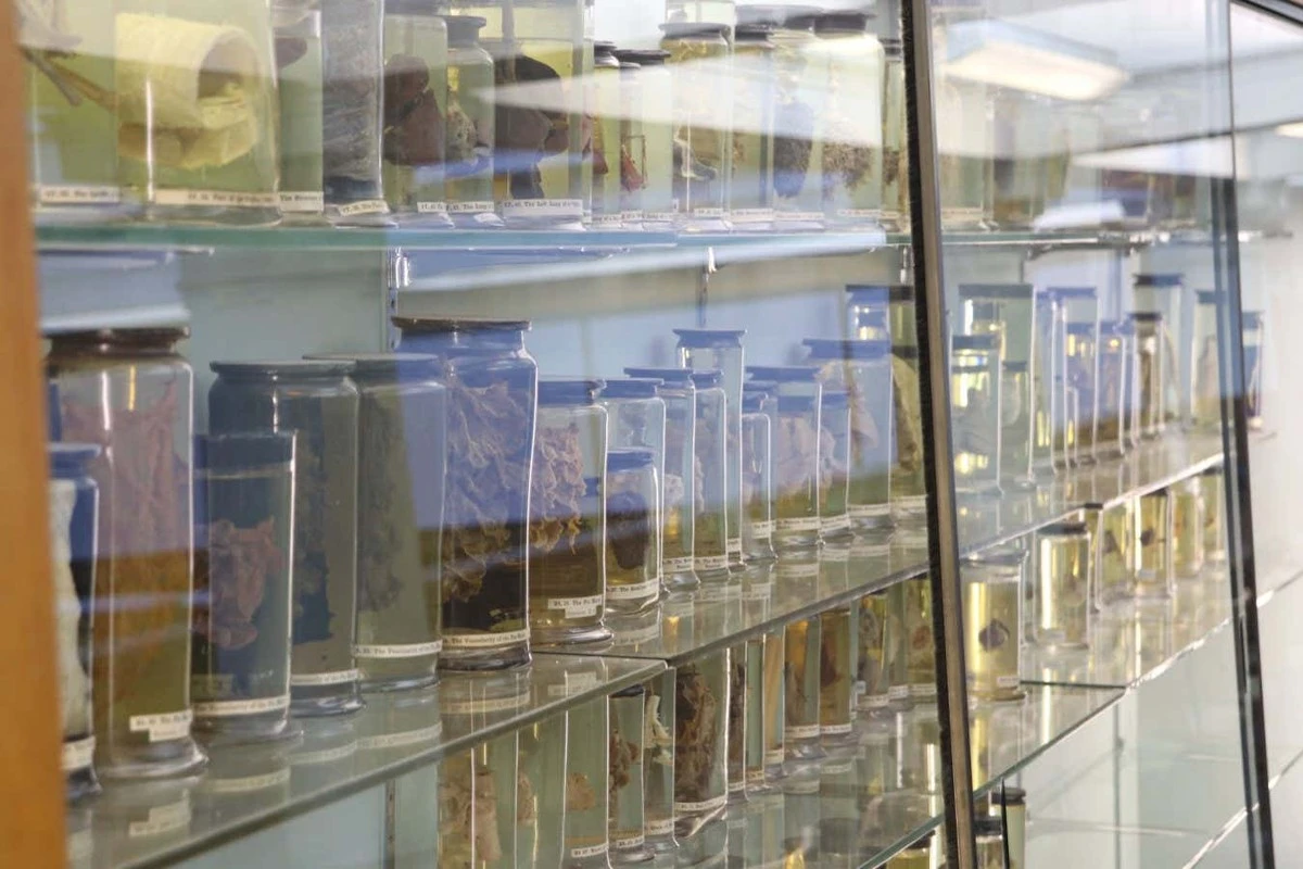 De antieke longen van Londen: 250 jaar oud virus ontdekt