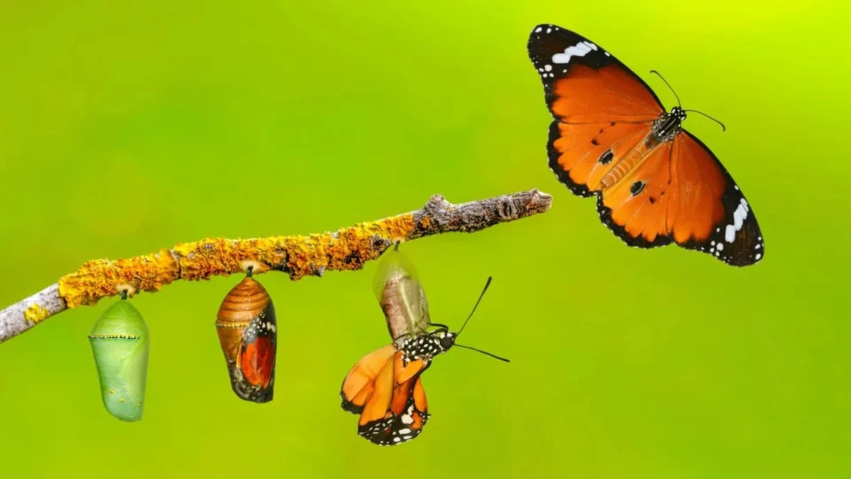 Waarom deze 4 sterrenbeelden hun leven voor maart compleet zien kantelen