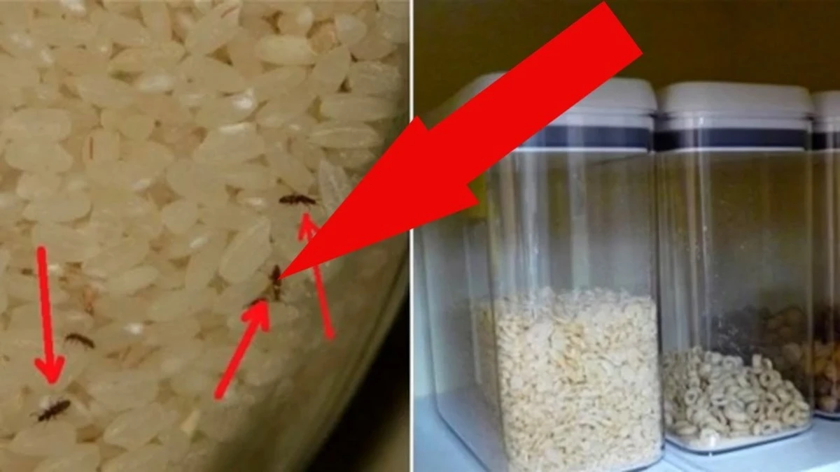 Waarom ervaren keukenspecialisten altijd een simpele wasknijper in de voorraadkast bewaren