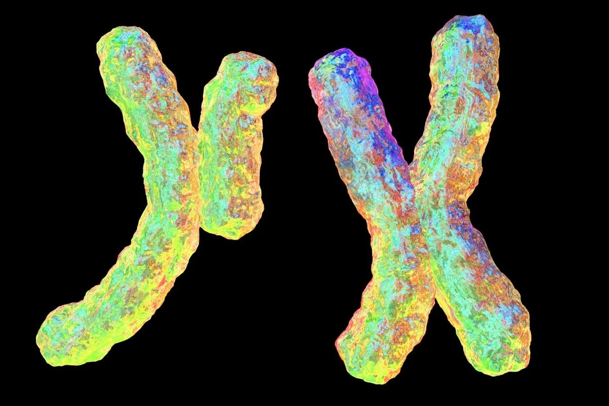 Waarom sommige families bijna alleen maar zonen krijgen
