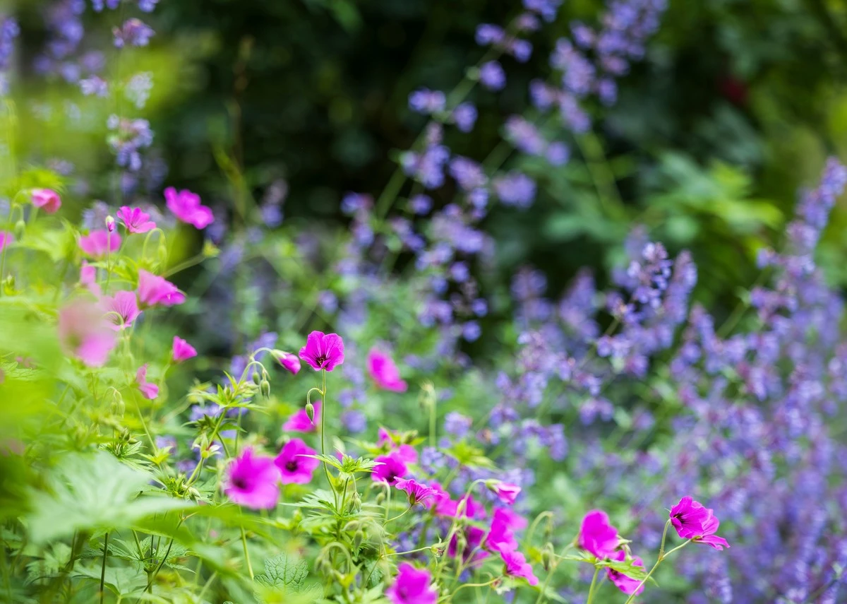 Waarom ervaren tuiniers deze 5 inheemse planten in hun border zetten