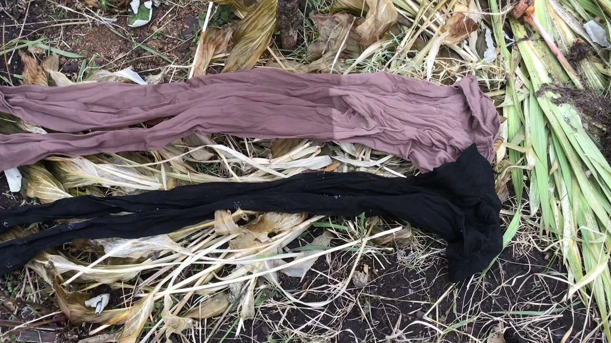 Waarom slimme tuiniers tegenwoordig oude panty's in hun tuin begraven