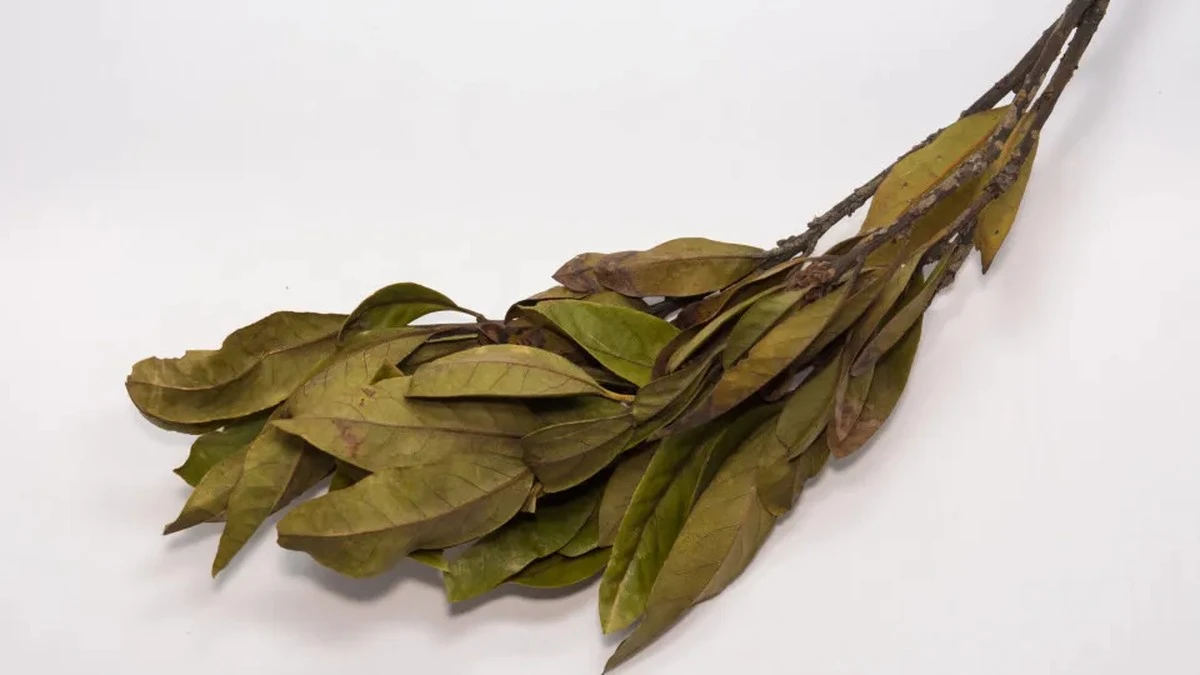 Waarom slimme huishoudens nu laurierblaadjes bij de drempel leggen