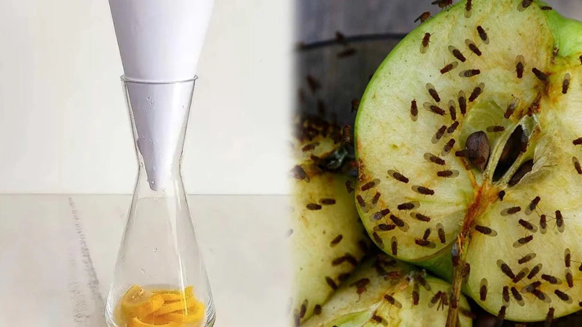 Waarom slimme huishoudens een krant en een fles gebruiken tegen fruitvliegjes