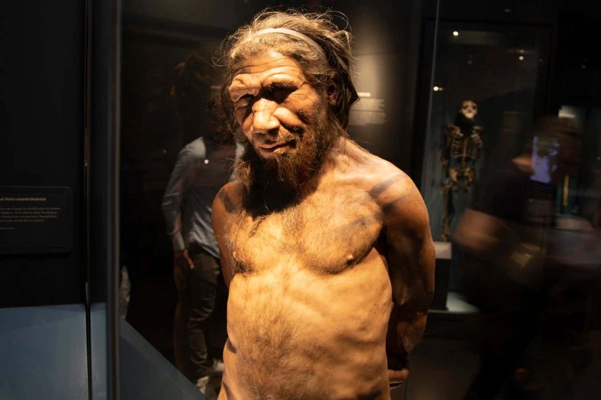 Waarom onze vrouwelijke voorouders vaker voor Neanderthaler-mannen kozen