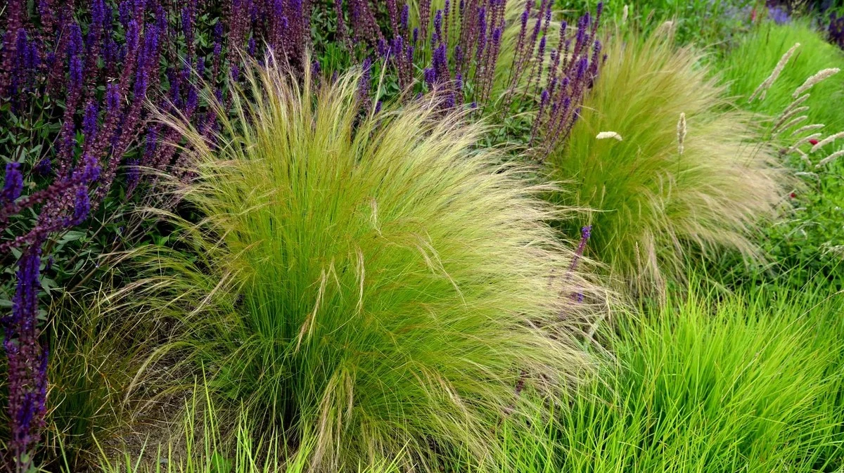 Waarom ervaren tuiniers in februari hun vedergras radicaal kortwieken