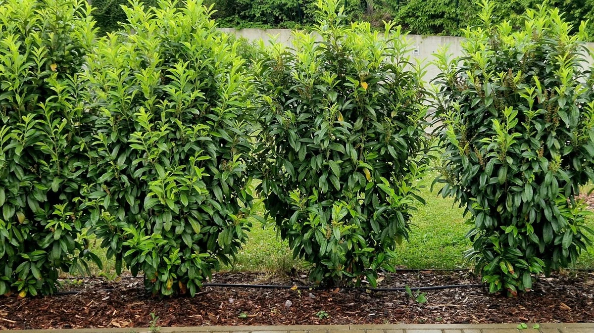 Waarom slimme buren deze drie planten kiezen voor directe privacy in de tuin