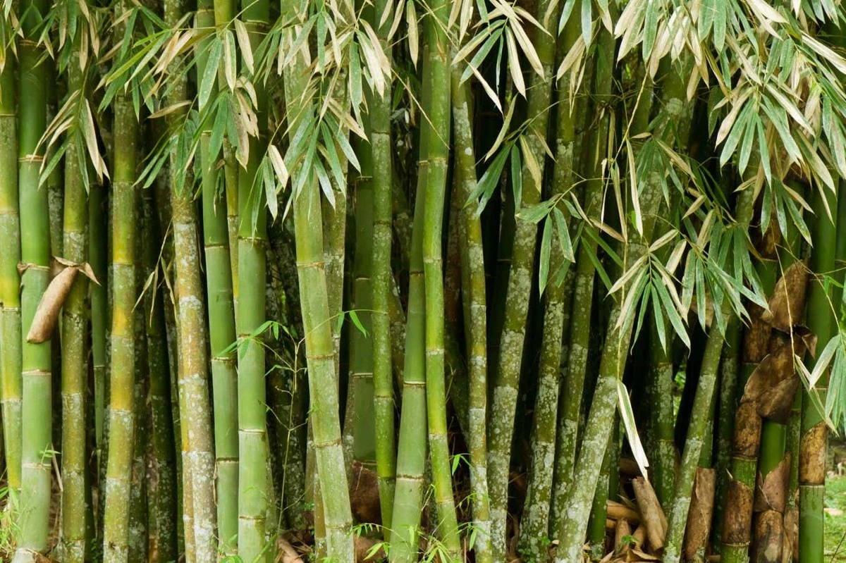 Waarom wetenschappers bamboe nu in een zuurbad leggen voor sterker plastic