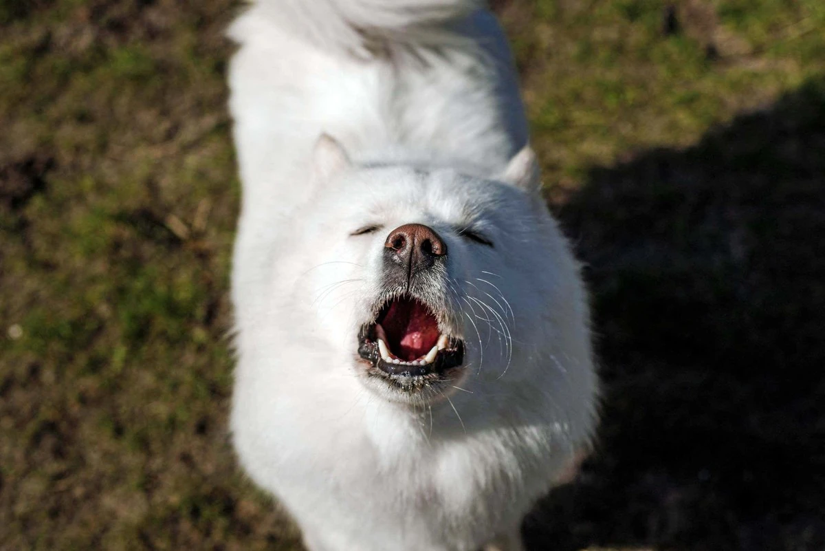 Waarom ervaren hondeneigenaren dat hun viervoeter de toonhoogte van muziek probeert te volgen